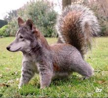 Не похож ни разу!