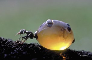 Обожратушки)))