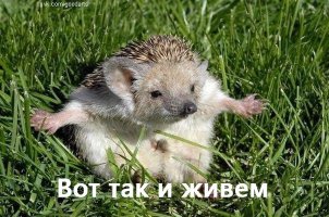 20 домашних любимцев, которые знают толк в самых удобных подушках