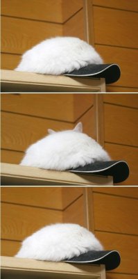 Места , где ты не стал бы искать своего кота