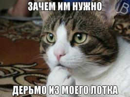 О чем на самом деле думают коты (16 фото)