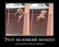 Собачья командная работа