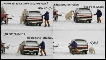 Белые медведи 