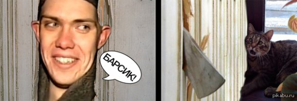 Как помыть кошку и остаться в живых