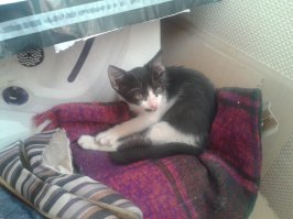 Познакомьтесь с моим "подобранцем", Мурзилкой. Шел как-то домой ночью, а он за мной бежит и мяукает.. Погладил его, позвал. Еще три квартала прошел за мной, только через дороги переносил его. Домой зашли, так пока я ему поесть организовал, он уже на постели в том месте, где у меня колени во время сна, дрыхнет.. И к лотку приучать не пришлось, он сам сообразил. Я в лоток чистого песка насыпал, и немного добавил отсева из кучи во дворе, куда окрестная котобратия свои надобности частенько справляет. Сейчас он вполне упитанный кошачий подросток, уже права на территорию заявляет во время прогулок