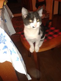 Познакомьтесь с моим "подобранцем", Мурзилкой. Шел как-то домой ночью, а он за мной бежит и мяукает.. Погладил его, позвал. Еще три квартала прошел за мной, только через дороги переносил его. Домой зашли, так пока я ему поесть организовал, он уже на постели в том месте, где у меня колени во время сна, дрыхнет.. И к лотку приучать не пришлось, он сам сообразил. Я в лоток чистого песка насыпал, и немного добавил отсева из кучи во дворе, куда окрестная котобратия свои надобности частенько справляет. Сейчас он вполне упитанный кошачий подросток, уже права на территорию заявляет во время прогулок