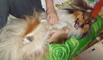  Нашим друзьям  посвещается!          Собаке человек друг! 