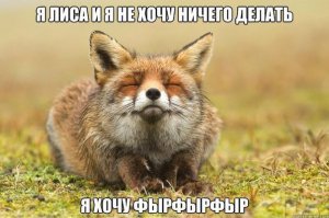10 необычных пород собак и кошек