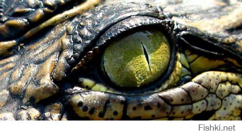 на глаз крокодила похоже...