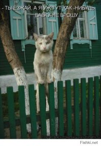 Уличные московские коты в фотографиях