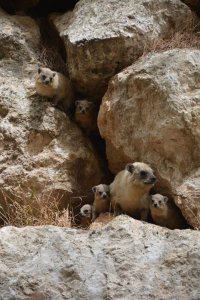 Бугага, у меня прямо во дворе тусуются :) Было бы забавно, но начисто объедают розы :)
У них целая система звуков - оповещение, приглашение, тревога и т.д. Могут плакать как дети :)