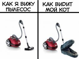 Животные, которые любят пылесос