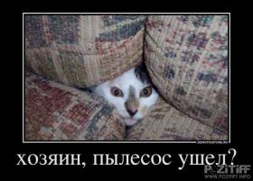 Животные, которые любят пылесос