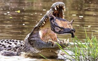 Крокодил решил поиграть с загрустившей черепашкой.