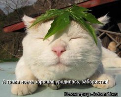 Космический корабль обрушился на МКАД 