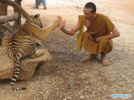  Давай пять, котейка!