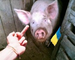 Санкции? Получите ответ. В картинках