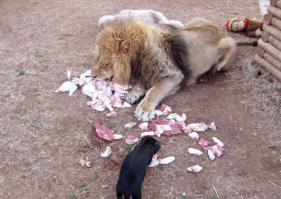 Обезьяна на заднем плане умерла или в обмороке? :)