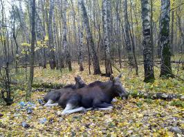 Тоже ходил за грибами. Фото давнее,просто теме грибов.
Тоже был в шоке,от лосей и мусора,который не инопланетяне оставили.
Лосиноостровский парк.
