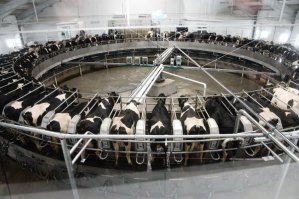 Собака лает, караван идёт
с 24.02.2015 по 24.03.2015

В Курганской области начал работу новый консервный завод

В Калининградской области открылась модернизированная линия по производству шпрот

В Новосибирской области открыт новый объект молочного комплекса «Сибирская Нива»

В Красноярском крае открыт новый производственный объект АПХ «АгроЯрск»

В Новосибирской области заработал новый завод по переработке молока

В калужской области открыта 16-я роботизированная ферма

ОАО «Шацкий мясокомбинат» Рязанской области модернизирует производство

«Макфа» запустила первую очередь завода по производству круп в Алтайском крае

В Омской области запущено крупнейшее в Сибири производство индейки

В Северной Осетии запустили производство итальянских сыров

В Томской области открылась молочная мини-ферма

В Чувашии открылась модернизированная ферма

В Ульяновской области начал работу новый маслоэкстракционный завод

«Мираторг» внедряет новую производственную систему на комбикормовых заводах в Белгородской области

В Карелии открылось производство сыров по итальянской технологии

В Воронежской области начато строительство молочного комплекса на 5000 голов КРС

Цех по переработке рыбы открыли в Каширском районе Подмосковья

В столице Якутии запущен цех по консервированию местной продукции