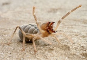 Некоторые паукообразные подходят для этой инопланетной категории. Особенно эта "лапочка" с ладонь величиной в режиме нападения. Фаланга.