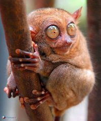 Долгопят -род приматов, т.е. наш родственник, только из другой вселенной.