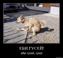 Мужик спас утку, вытащив её из-под льда 