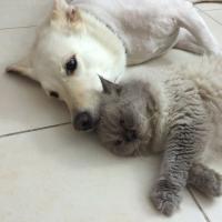 Как коты дружат с собаками