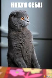 Перед тремя псами положили 3 сосиски