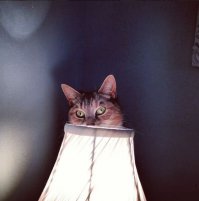  Приятного ужина