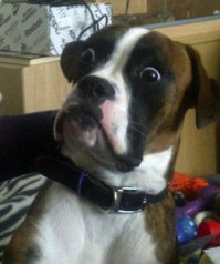 Товарищ судья! Не вели казнить!