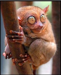 Самые странные грузы, которые перевозили по воздуху