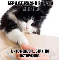 кошаки они такие не зевай