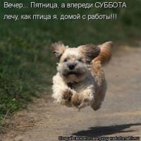 Собаки тоже хотят летать 