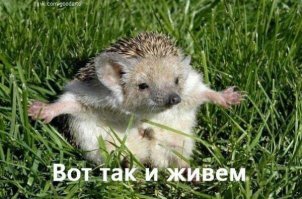 Ежик - реальная история ужасов