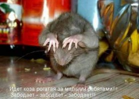 Животные, которые любят фотографироваться 