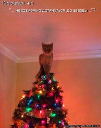 Кошки против новогодних елок