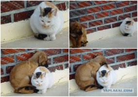 Главное, чтобы был друг, который в нужный момент тебя примет таким, как ты есть и согреет своим теплом