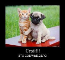 Кот и пёс 