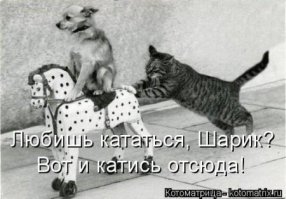 Кошки и собаки. Враги или друзья?