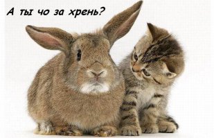Кошки и собаки. Враги или друзья?
