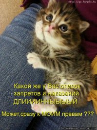Кошачий фотопост!