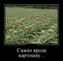 Отчаянные и отчаявшиеся 