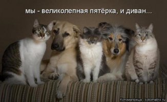 23 примера очаровательной дружбы и любви собак