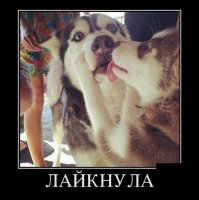 23 примера очаровательной дружбы и любви собак