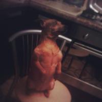 Если вы думаете, что эти штуки, только для котов… вы ошибаетесь!