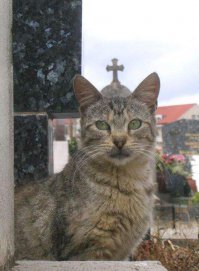 37 котов, которые запомнились нам в 2014 году