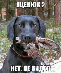 Украина получит газ из биоэнергетического сырья