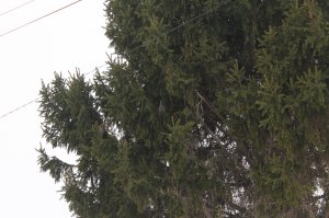Это ещё не все , они живут на елке насчитали 12.
Наверное дома у них была генеральная уборка половина вылетели на оседанию березу. Так получилось увидеть только один раз - зимой.