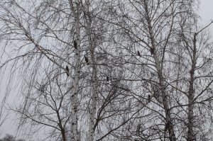 Это ещё не все , они живут на елке насчитали 12.
Наверное дома у них была генеральная уборка половина вылетели на оседанию березу. Так получилось увидеть только один раз - зимой.